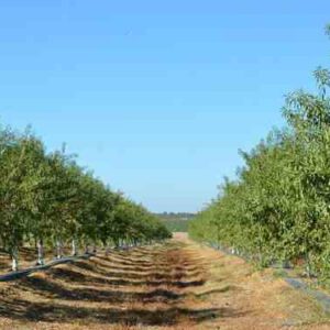 Ingeniero Técnico Agrícola Zaragoza