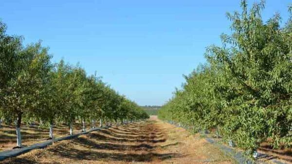 Ingeniero Técnico Agrícola Zaragoza