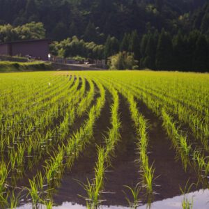 Oficial de Oficios Agrícolas - Patrimonio Nacional